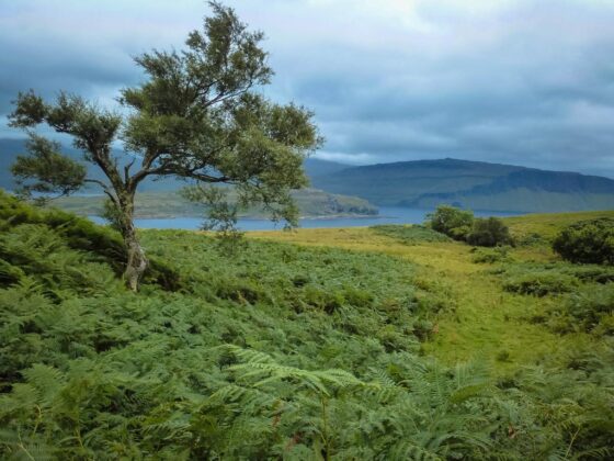 Geheimtipp für Schottland Die Isle of Mull