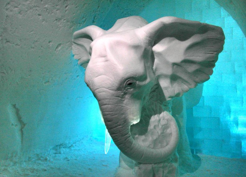Elephant in the Room
