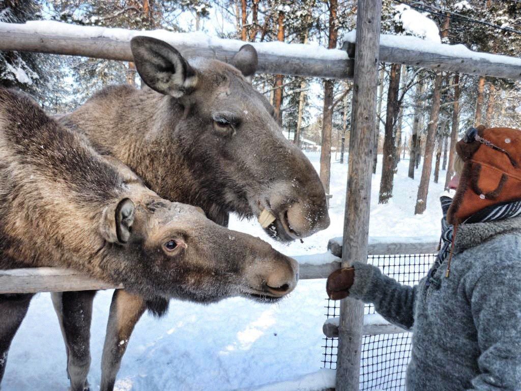Elche essen Bananen im Elchpark in Lappland