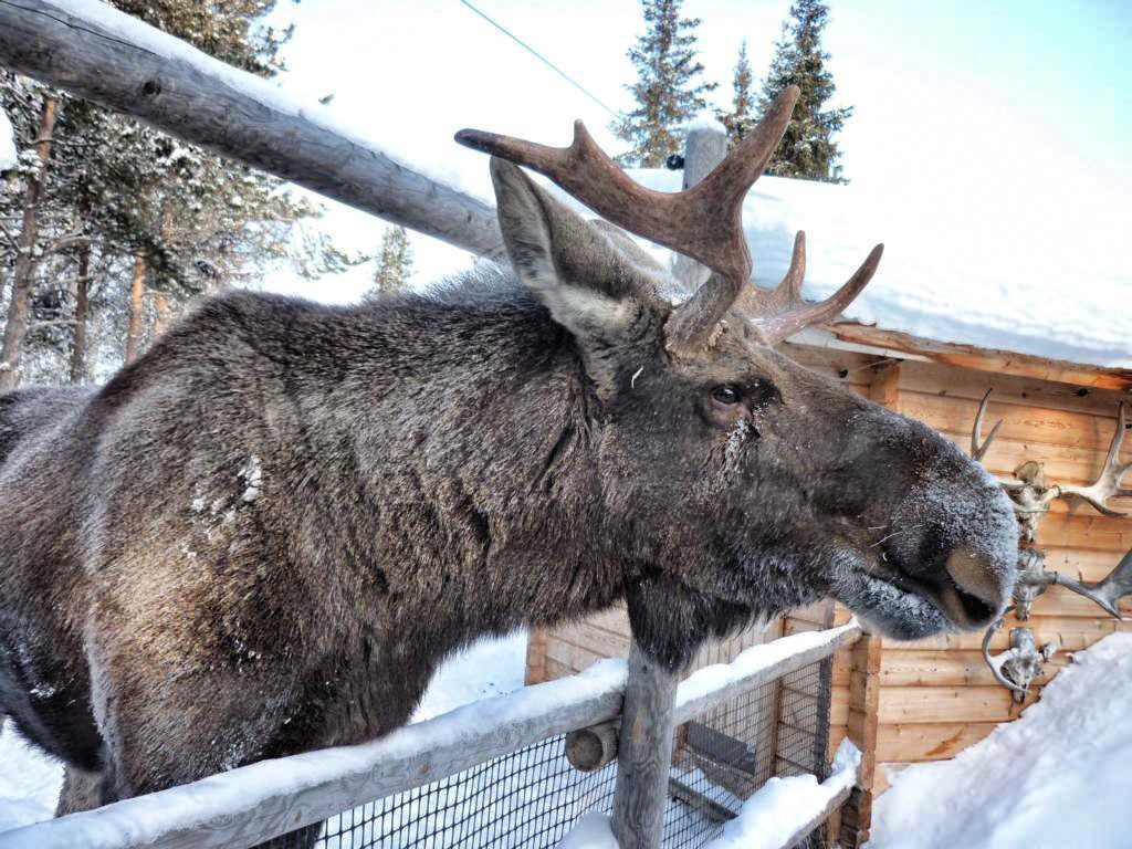 Männlicher Elch im Elchpark in Lappland