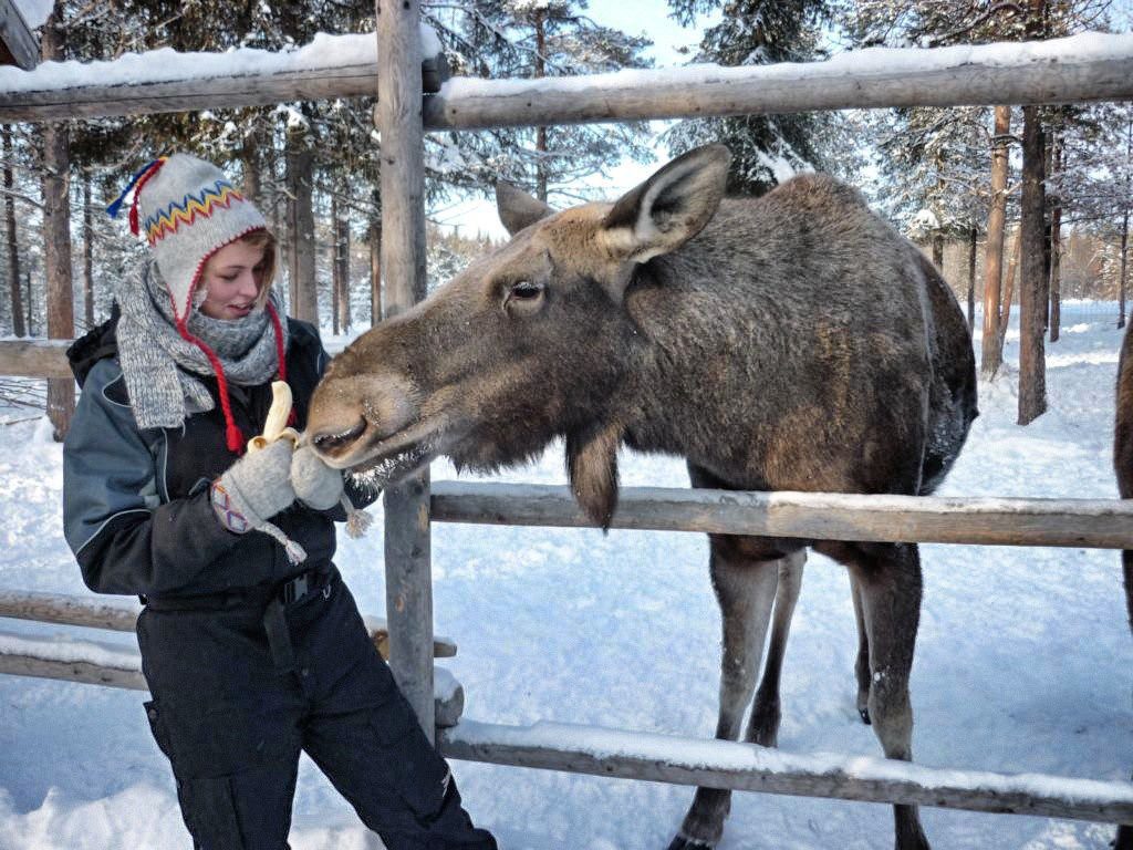 Elche essen Bananen im Elchpark in Lappland