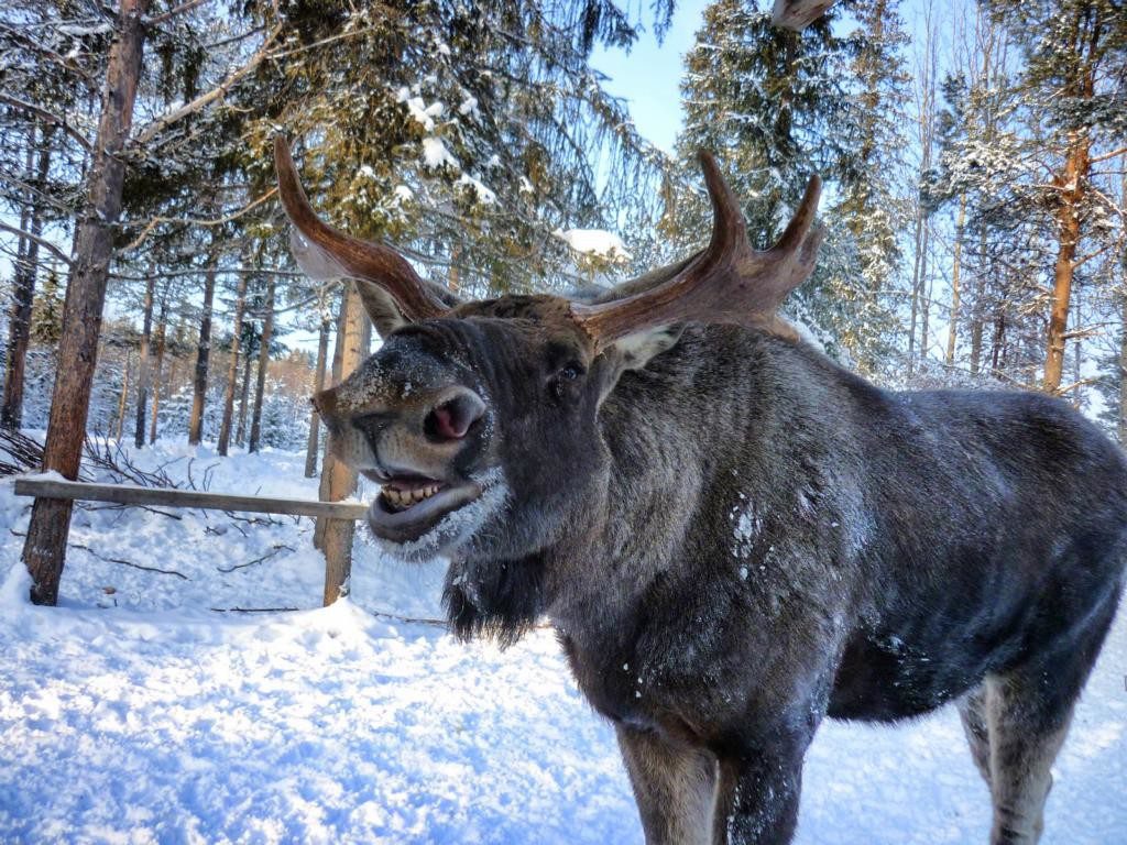 Grinsender Elch im Elchpark in Lappland