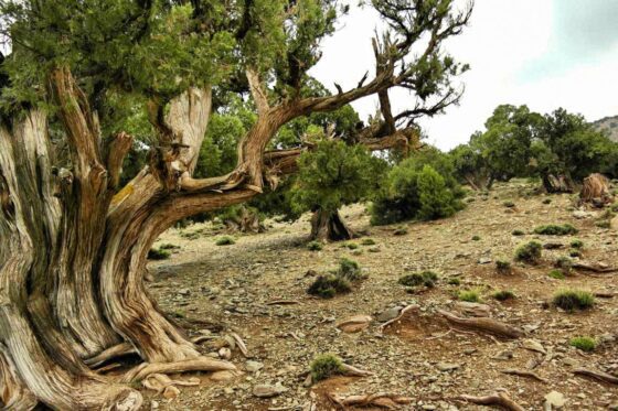 Trekking in Marokko
