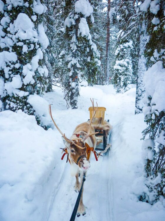 Im Wildnisdorf in Lappland Rentiere, Iglus & kein Strom (7)