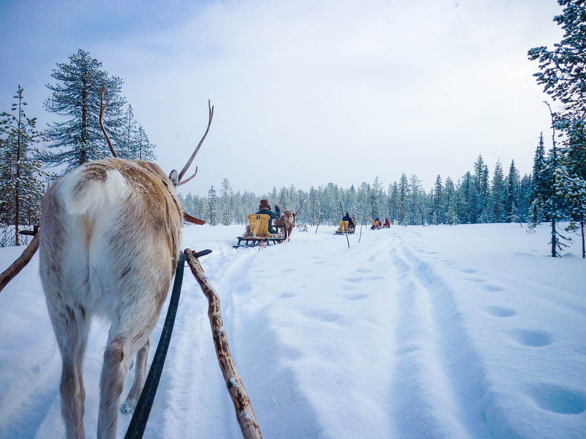 Im Wildnisdorf in Lappland Rentiere, Iglus & kein Strom 