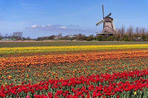 Die schönsten Tulpenfelder von Holland