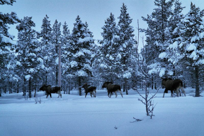 Schwedisch Lappland Highlights