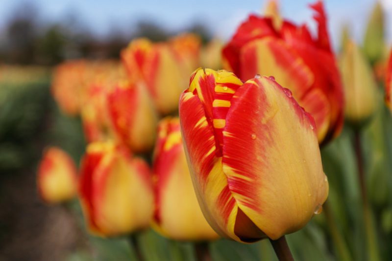 Helikopterflug über die Tulpenfelder