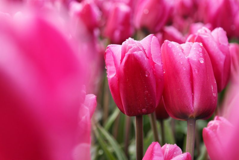 Helikopterflug über die Tulpenfelder