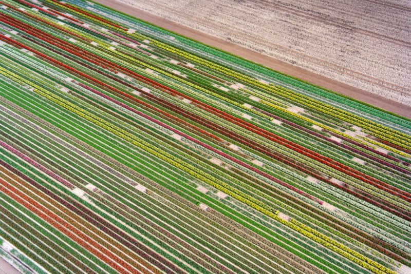 Helkopterflug über die Tulpenfelder (14.1)