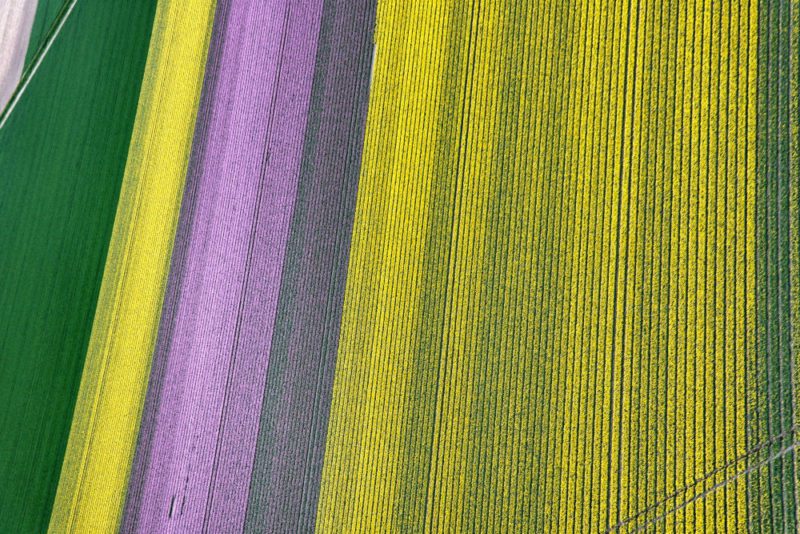 Helkopterflug über die Tulpenfelder (14.3)