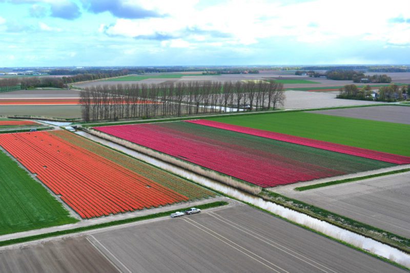 Helkopterflug über die Tulpenfelder (20)