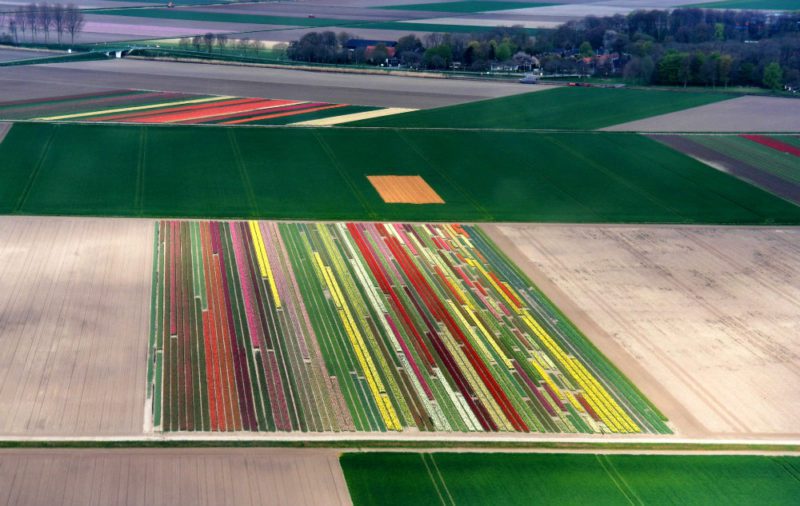 Helkopterflug über die Tulpenfelder (4)