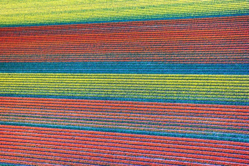 Helkopterflug über die Tulpenfelder (5.3)
