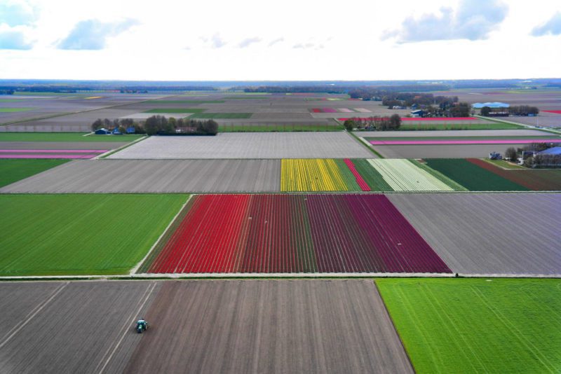 Helkopterflug über die Tulpenfelder (7)