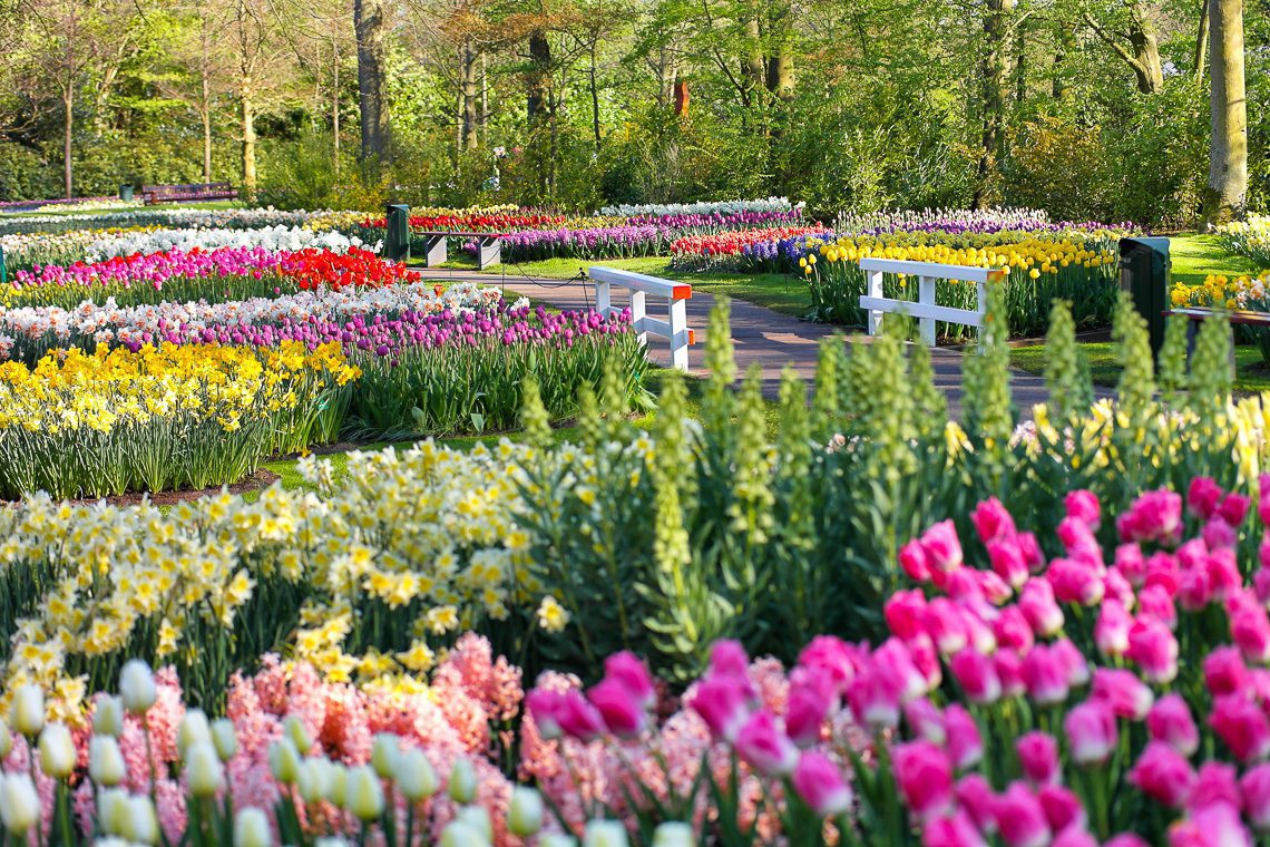 Tulpenblüte in Holland - Keukenhof