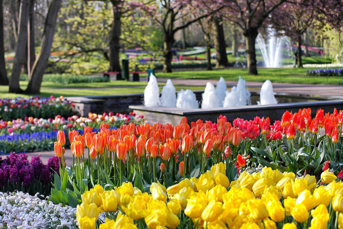 Tulpenblüte in Holland - Keukenhof