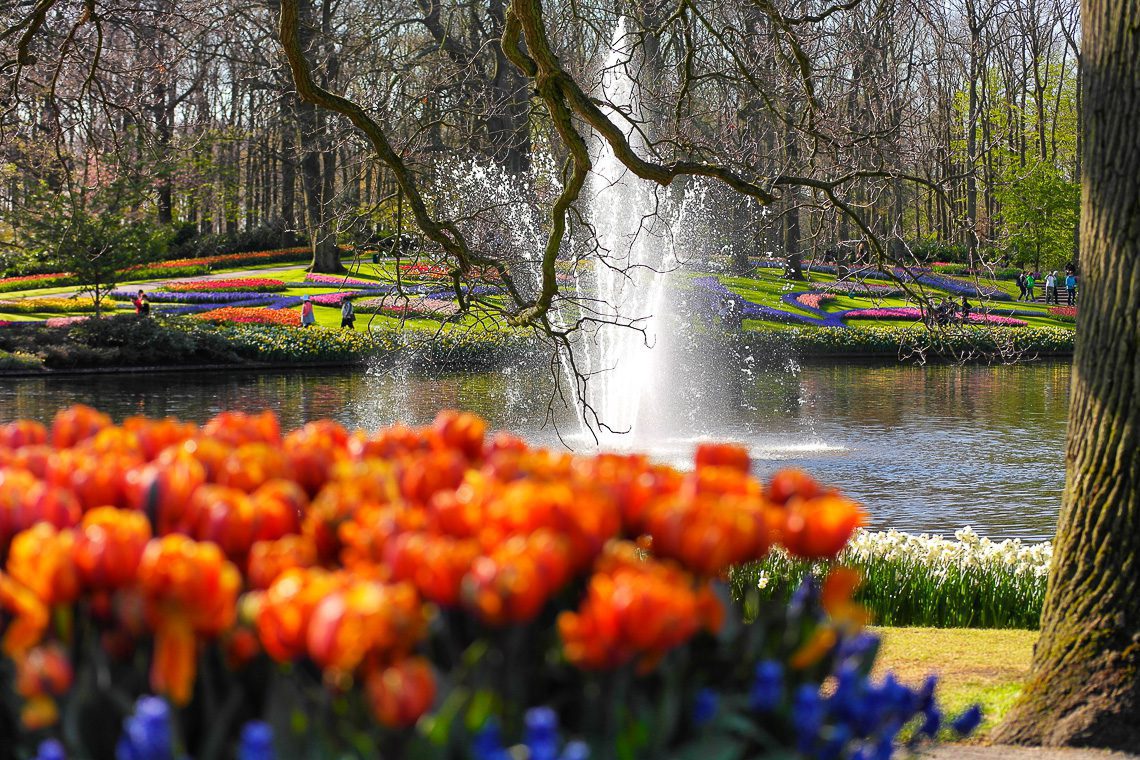 Tulpenblüte in Holland - Keukenhof