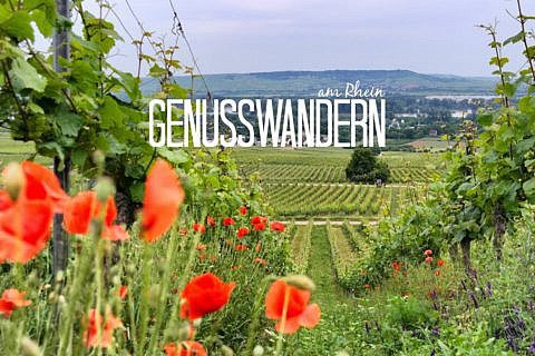 Genusswandern am Rhein: Eibinger Weinwanderung