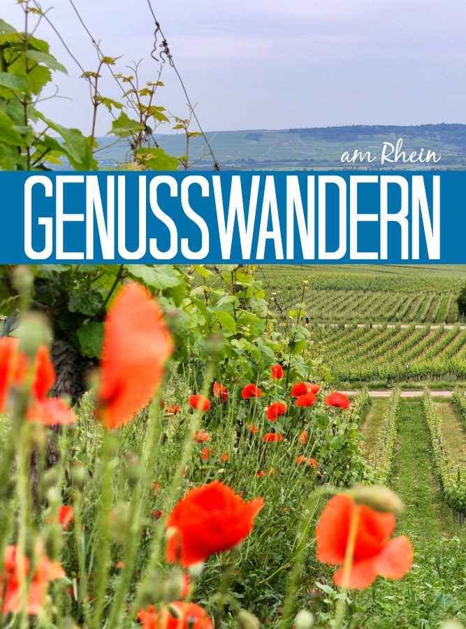 Genusswandern am Rhein: Eibinger Weinwanderung