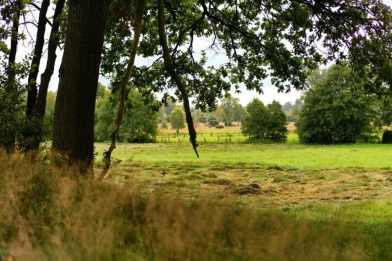 Deutschlands schönste Heide-Wanderung Der Heidschnuckenweg in der Lüneburger Heide