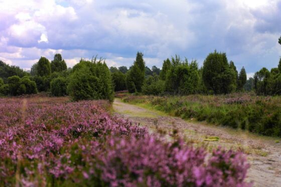 Deutschlands schönste Heide-Wanderung Der Heidschnuckenweg in der Lüneburger Heide