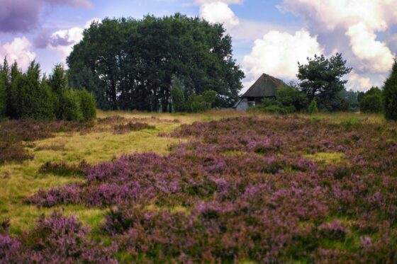 Deutschlands schönste Heide-Wanderung Der Heidschnuckenweg in der Lüneburger Heide