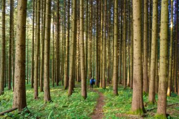 Trekking im Schwarzwald Wildcampen, Rezepte & Packliste für eine Mehrtageswanderung