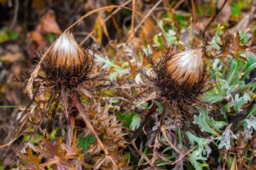 Wanderparadies Grüner Karst Ausflugsziele & Tipps für Sloweniens Süden