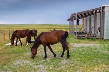 Armenien & Georgien Roadtrip Route, Reisevorbereitung und Tipps - Oasis Club Udabno