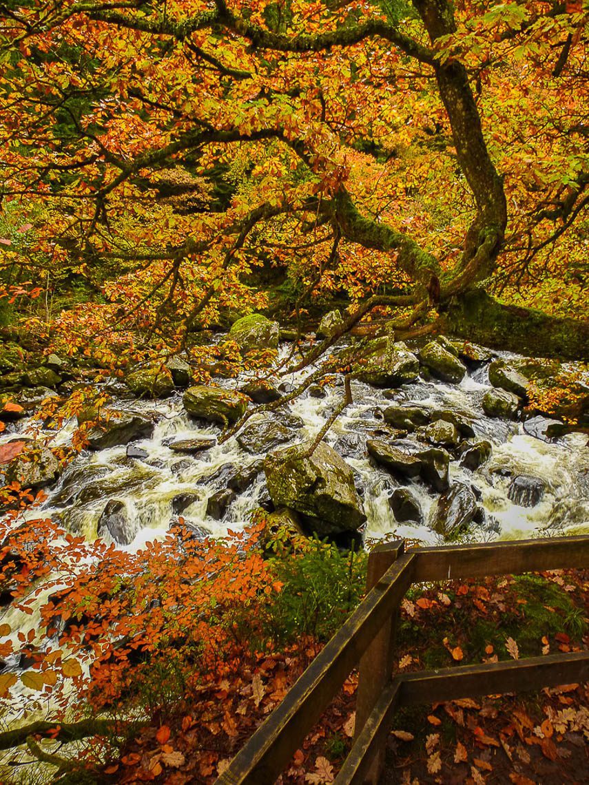 Herbstwandern in Schottland - Braan Walk @ The Hermitage, Dunkeld