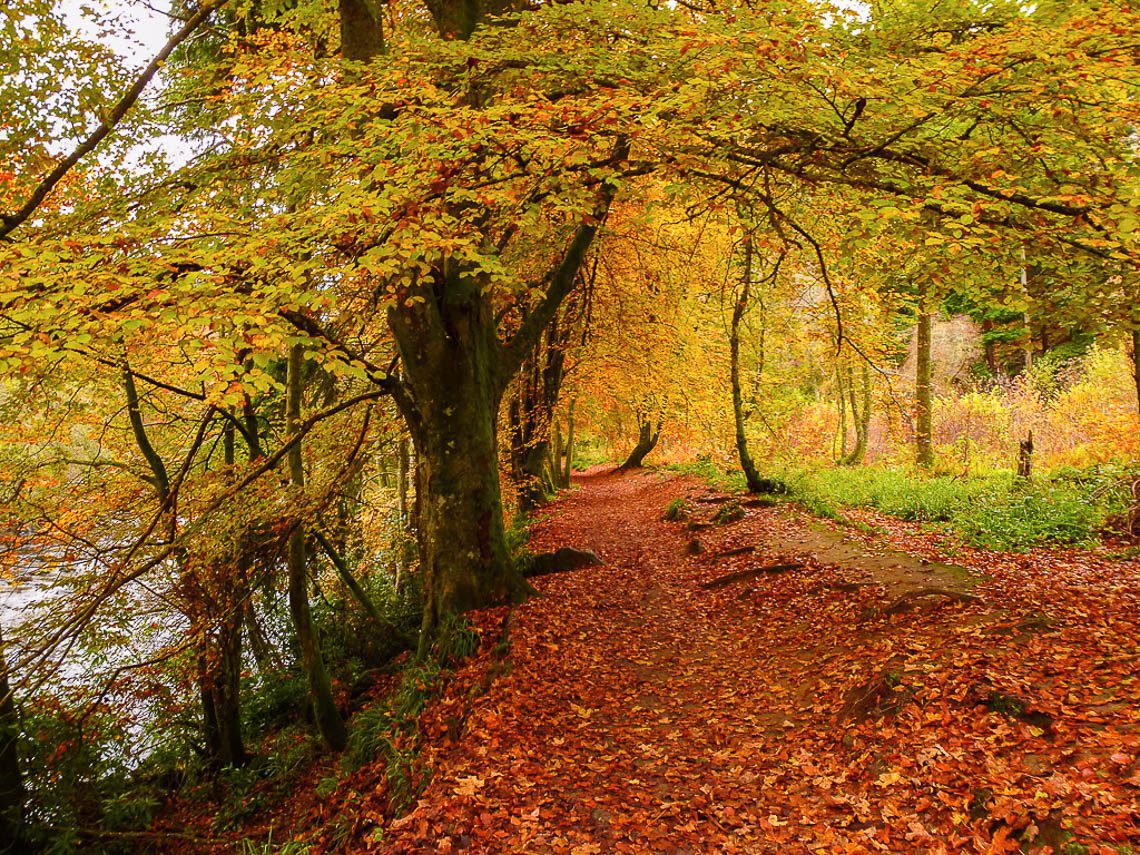 Herbstwandern in Schottland - Braan Walk @ The Hermitage, Dunkeld