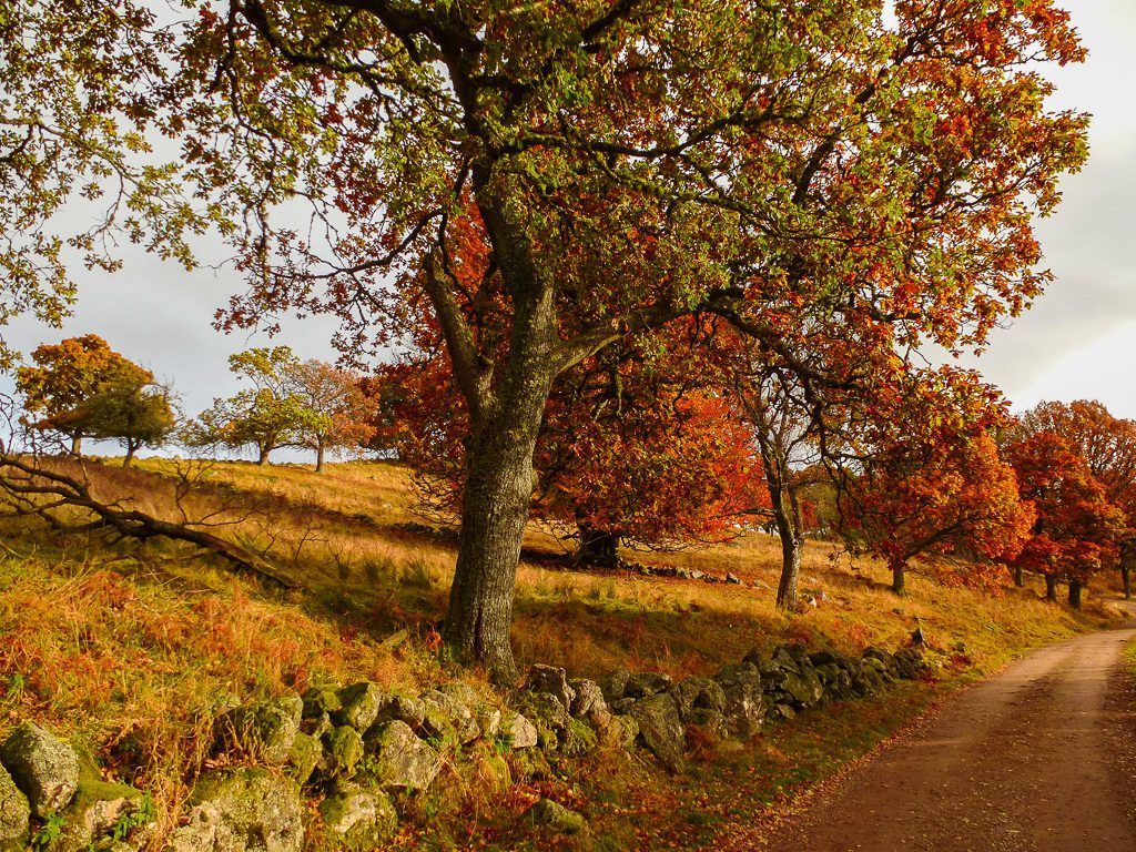 Herbstwandern in Schottland - Braan Walk @ The Hermitage, Dunkeld