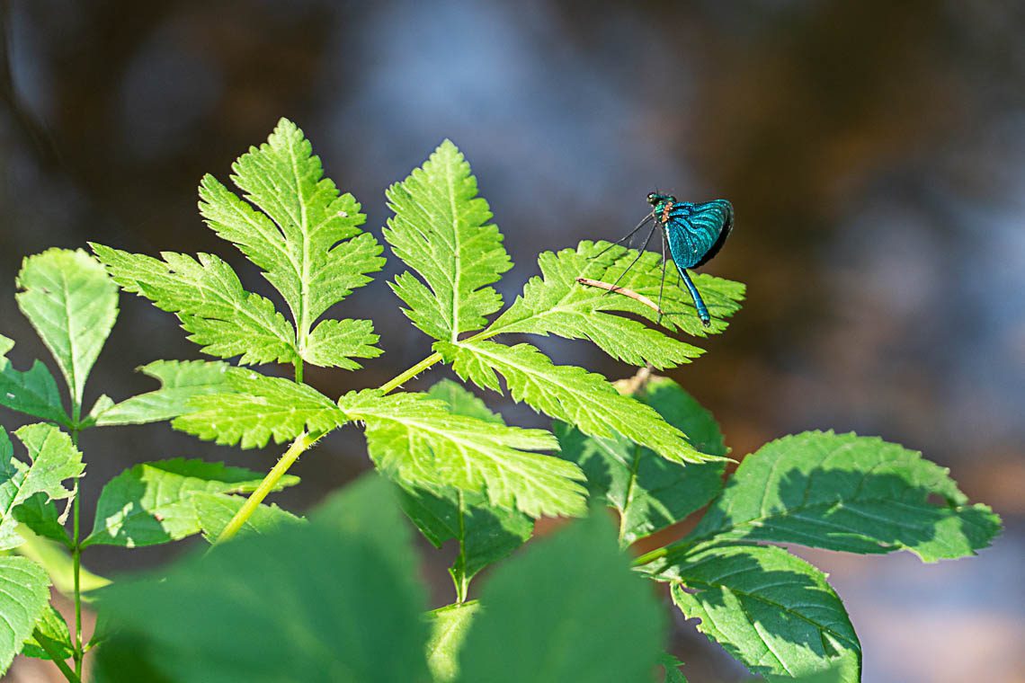 Die seltene Blauflügel-Prachtlibelle fühlt sich in Fresach wohl
