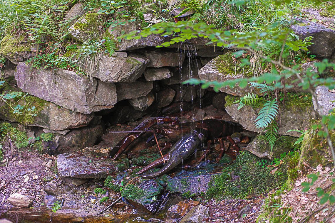 Krebsenwandermeile Fresach