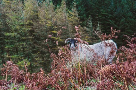 Isle of Arran