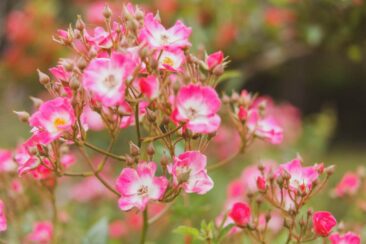Rosen in Castricum