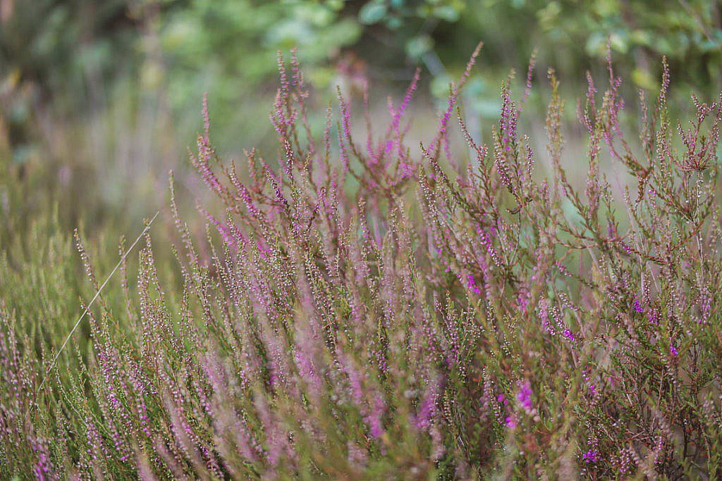 Cabiner in Drenthe