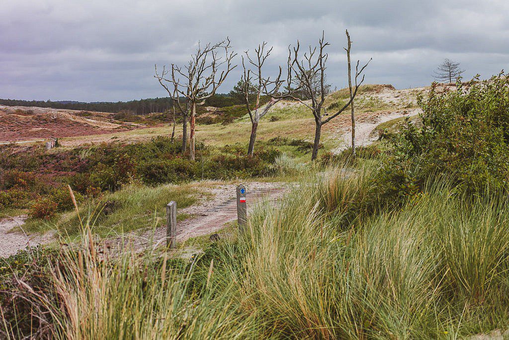 Die abwechslungsreichste Heidewanderung in Holland
