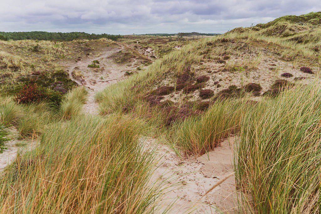 Die abwechslungsreichste Heidewanderung in Holland