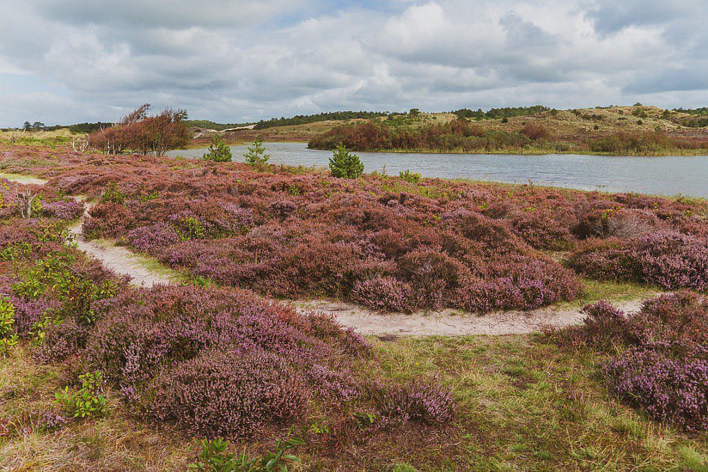 Die abwechslungsreichste Heidewanderung in Holland