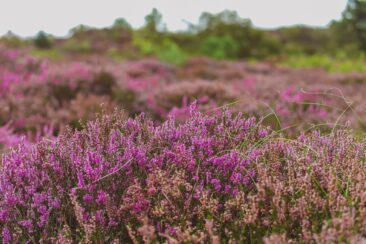Die schönste Heidewanderung in Schoorl