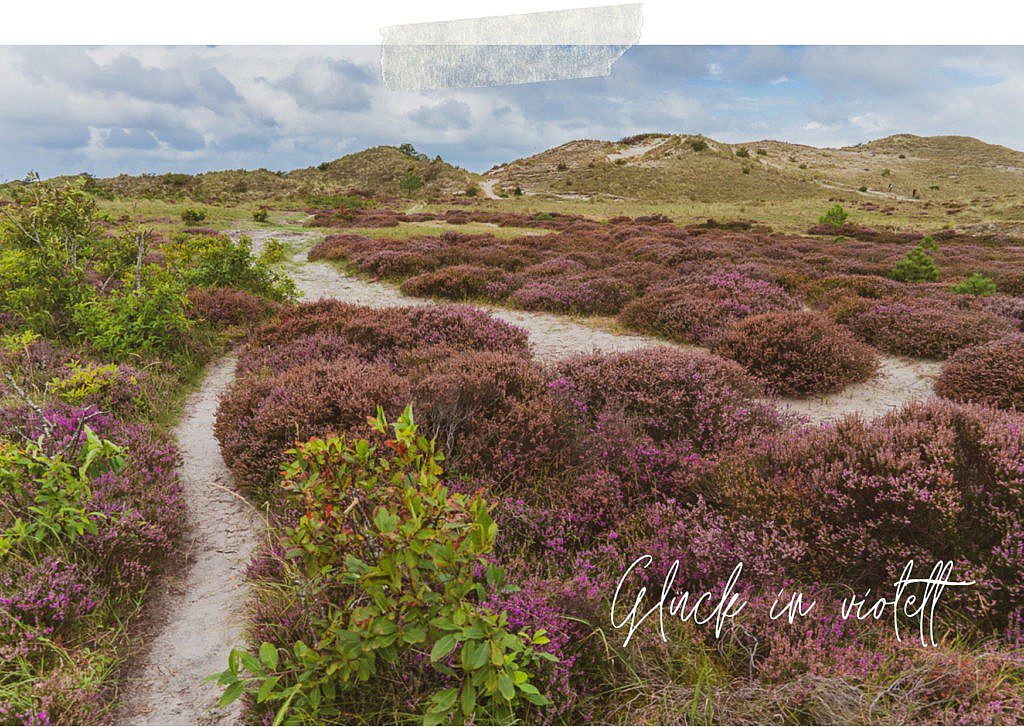 Die abwechslungsreichste Heidewanderung in Holland