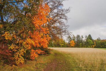 Traufgang Felsenmeersteig