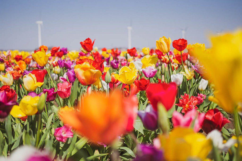 Hanneke's Pluktuin