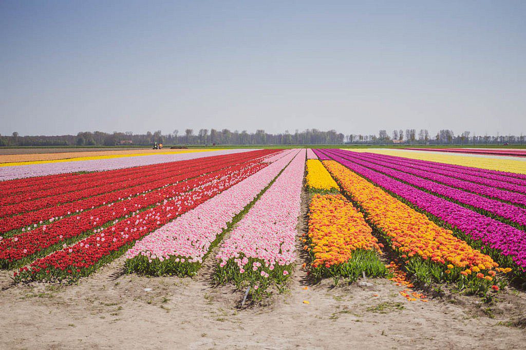 Tulpenroute Flevoland - Radtour ab Elburg