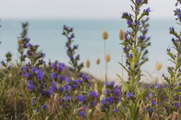 Huttopia Noirmoutier