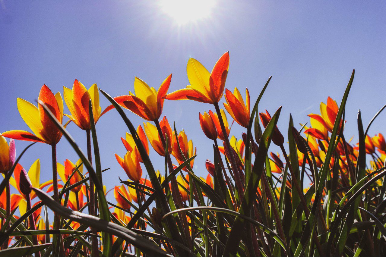 Tulpenblüte in Holland