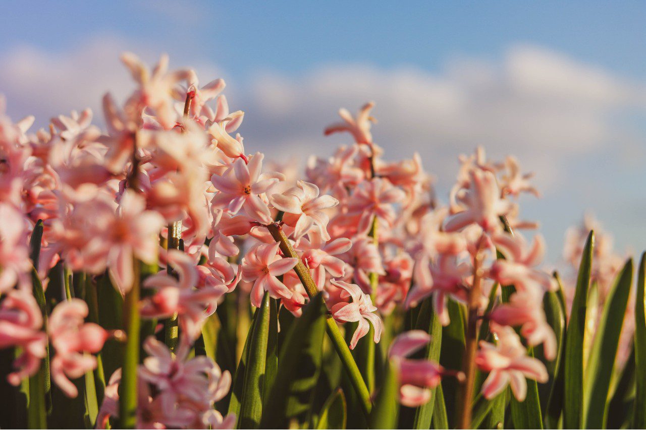 Tulpenblüte in Holland - Hyazinthenblüte in der Niederlande