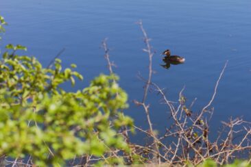 Moringerwaarden Gouden Ham Wanderung